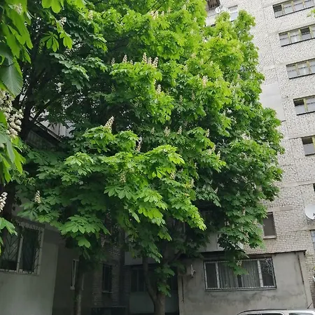 Near The Sea Odesa